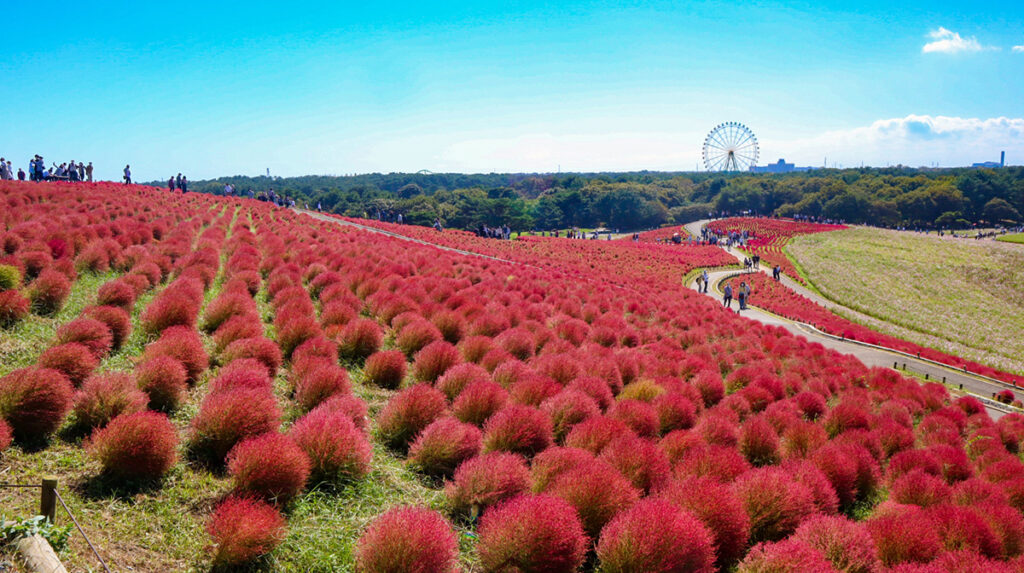 見晴之丘的紅葉掃帚草（實訪照片優先）