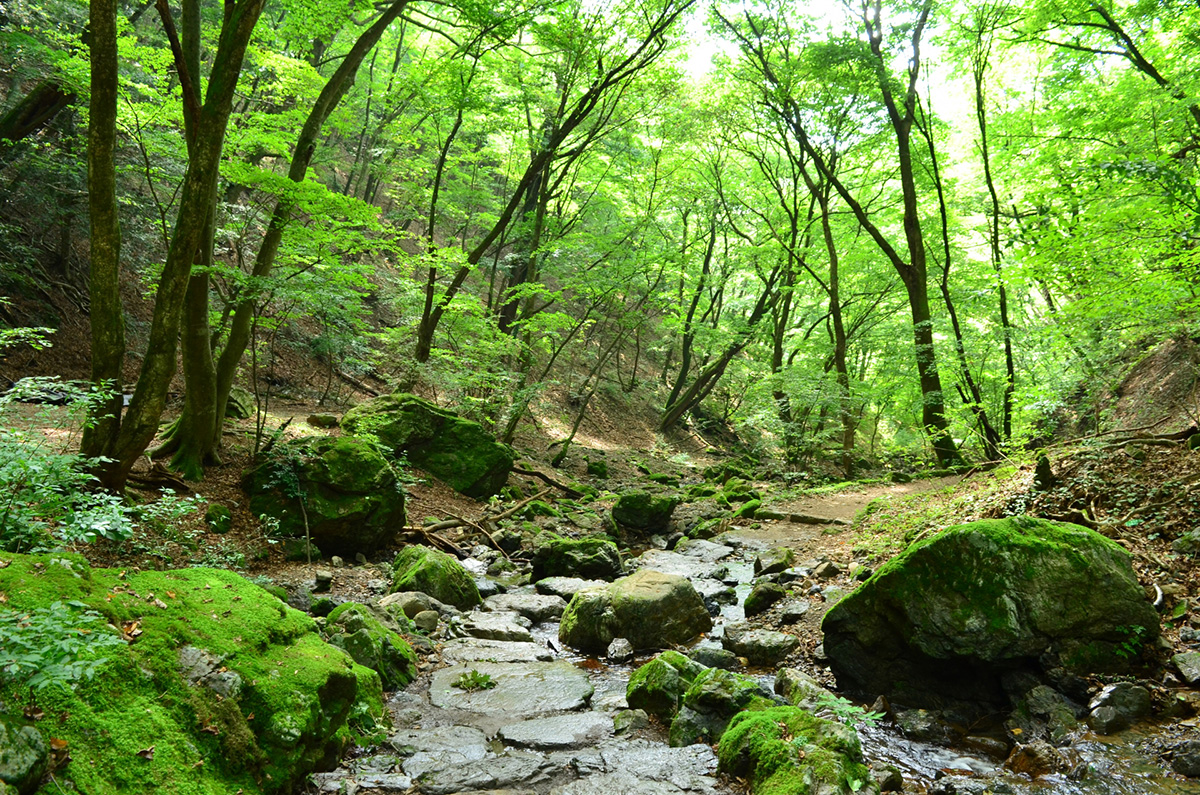 Rock Garden的苔蘚與溪流（實訪照片）